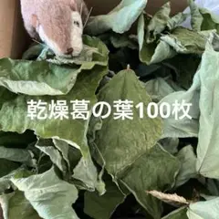 乾燥葛の葉100枚