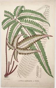 フランスアンティーク 博物画 『Pteris quadriaurita 』 多色刷り石版画　ボタニカルアート