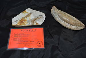 ☆魚化石　２点セット　古代魚化石　14cm（化石証明書付）/15cm産地不明☆3229