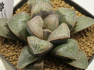 ■[W072]デザートウェーブス　SCオリジナル【多肉植物　Haworthia　ハオルチア　ハオルシア】