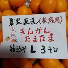 宮崎県産完熟きんかん　たまたま 箱込み3キロ