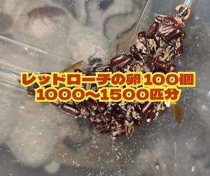 レッドローチの卵 100個 1000〜1500匹分 匿名配送 生き餌 卵鞘 SSサイズ ピンヘッド