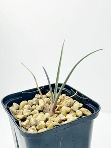 Yucca Brevifolia ユッカ ブレビフォリア 実生株　レア　ジョシュア ツリー モハーヴェ砂漠原産 抜き苗は送料込　希少ユッカ 実生株