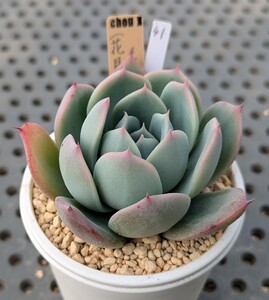 41.（花月夜×ラウレンシス）×ホリコロ【初出品】 実生苗 エケベリア 国産 多肉 Echeveria