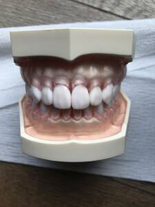 歯科　模型　nissin　