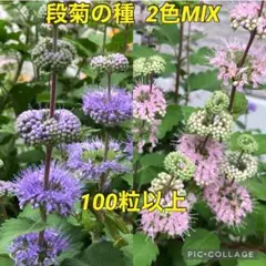 段菊の種