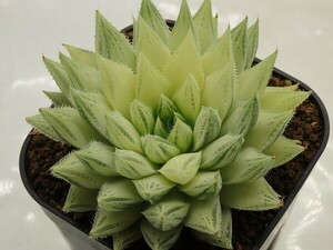 ■[W080]シュガーキャンディー錦【多肉植物　Haworthia　ハオルチア　ハオルシア】