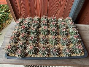 3. フェロカクタス 巨鷲玉　Ferocactus 実生　1ケース