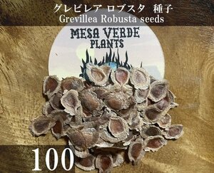 ハゴロモノキ / グレビレア ロブスタ 種子 100粒+α Grevillea Robusta 100 seeds+α 種