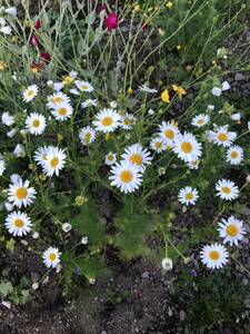 花種　イヌカミツレ　1〜2年草　花殻2個　北海道より