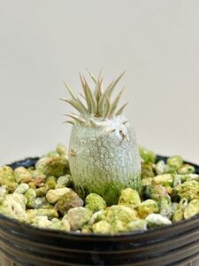 パキポディウム　エニグマチカム　実生7　/多肉植物 コーデックス 塊根植物 グラキリス 恵比寿大黒