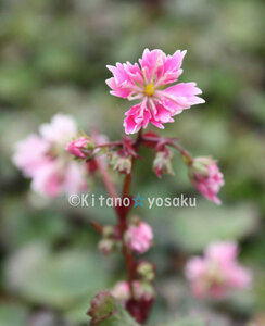 大文字草・早乙女（サオトメ）◇ユキノシタ科　３寸（9.0cm）ポリポット栽培 ●現在、上層部無し ☆開花時期９月～