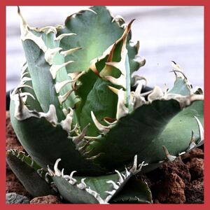 OSP産 アガベ チタノタ レッドキャットウィーズル 紅猫 多肉植物 Agave titanota ‘Red Catweazle’ 1048