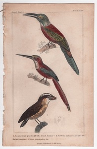 1837年 Cuvier Animal Kingdom 手彩色 鋼版画 キリハシ科 オオキリハシ アカオキリハシ タイランチョウ科 ヒラハシタイランチョウ 博物画