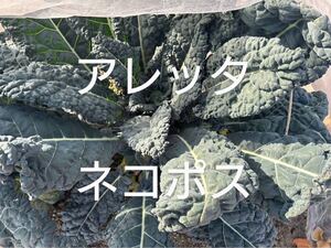 アレッタ　葉　菜　野菜　家庭菜園　葉物　ペットおやつに　小動物エサ　小動物オヤツ　小動物葉