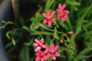 姫ヒオウギ 赤花の種 ２５粒まとめて　