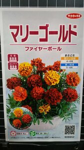 ３袋セット マリーゴールド ファイヤーボール 種 郵便は送料無料