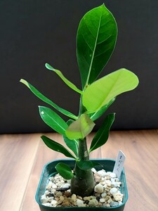 【 アデニウム オベスム 】 Adenium obesum 実生株 