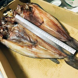 北海道産　とにかくでかい！シマホッケ　縞ホッケ　35センチアップ！5枚