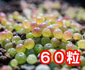 多肉植物種子　コノフィツム　ブルゲリ　60粒