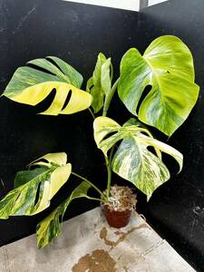 超希少 黄斑入り モンステラ ボルシギアナ オーレア 1鉢 Monstera Borsigiana Yellow Variegata①