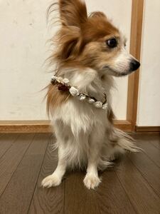 ペット首飾　犬　首輪　ホワイト