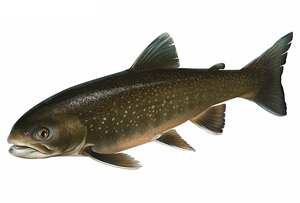 イワナ(岩魚) ステッカー 13×6.5(cm) Trout05　　[トラウト 毛針 釣り 魚]