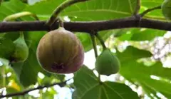 長野県産 イチジク いちじく 無花果