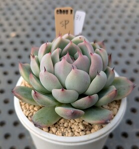 31.SP 実生苗 エケベリア 国産 多肉 Echeveria