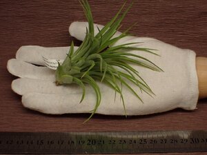 Tillandsia 