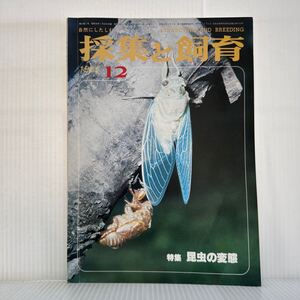 採集と飼育 1981年12月号★特集 昆虫の変態/ミンミンゼミの羽化/サギソウ/変態のパターン/変態の多様化と進化/自然にしたしむ