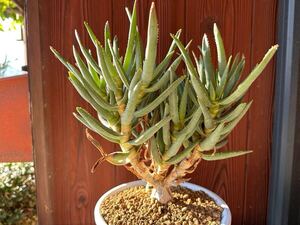 10. アロエ ラモシシマ Aloe ramosissima　実生