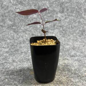 【鉢ごと発送】ペトペンチア ナタレンシス / Petopentia natalensis /【実生】/ 2号鉢 / 【現品】24-7-23-13