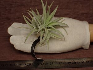 Tillandsia harrisii チランジア・ハリシー 557■エアプランツEP