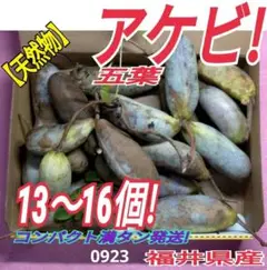 五葉あけび（0923）天然自生物　コンパクト満タン発送　福井県産