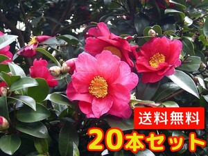 サザンカ 樹高0.5m前後 10.5cmポット （20本セット）（送料無料） 苗 植木 苗木