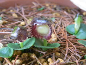 コリバス Corybas diemenicus 3球 豪州地生蘭・夏眠性球根ラン　洋蘭　山野草