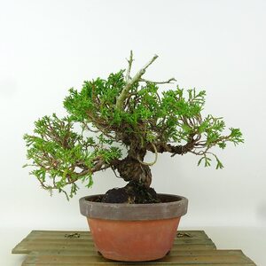 盆栽 真柏 樹高 約19cm しんぱく Juniperus chinensis シンパク “ジン” ヒノキ科 常緑樹 小品 観賞用 現品