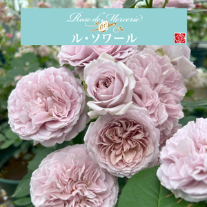 送料無料　ル・ソワール　新苗4号鉢　　新品種 鉢植え バラ 薔薇 河本バラ園 ル・ソワール ルソワール Le soir