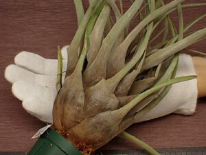 Tillandsia fragrans チランジア・フラグランス 678★エアプランツEC