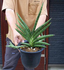 【現品】サンスベリア・ケニア　Sansevieria　6号　Q2番