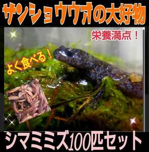 サンショウウオの大好物！よく食べます！栄養満点！新鮮！採れたて直送！シマミミズ100匹セット　爬虫類の餌、亀の餌、観賞魚の餌、釣り餌