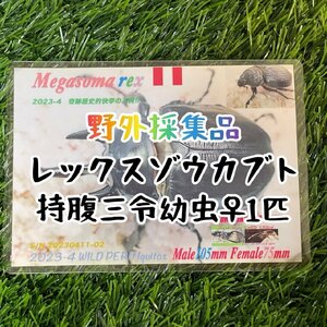 [25年ぶりの野外採集品]レックスゾウカブト三令幼虫メス♀1匹　管理番号23-46（旧アクティオンゾウカブト、アクテオンゾウカブト）