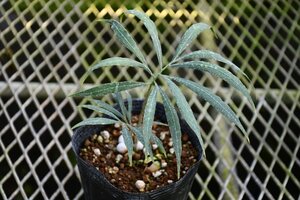 2411103☆AO☆珍ソテツ 中国産　デバオエンシス Cycas debaoensis 60サイズ