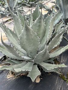 Agave colorata hyb アガベ　コロラータ ハイブリッド特大株　