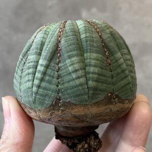 【B6833】★超巨大5.5cm株！！【SS級！極上特選大株！！】ユーフォルビア オベサ Euphorbia obesa ( 検索 アガベ 多肉植物 )