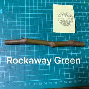 Rockaway Green穂木　 イチジク穂木 いちじく穂木