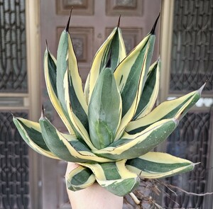 極太大グレートホワイトシャーク グレイトホワイトシャーク　検（agave チタノタ　チタノータ　アガベ　オバティホリア　吉祥天好きにも