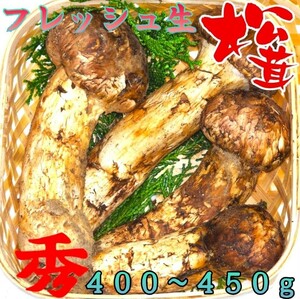 中国産 L~2L特大【天然 つぼみ 松茸 約400g】 本数 4~7本 お中元 土瓶蒸し 松茸ご飯