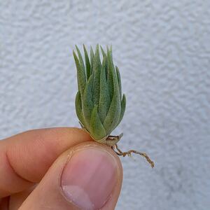 Tillandsia thiekenii ティランジア シーケニー（購入時の名前です）株分け苗（チランジア エアプランツ ブロメリア）